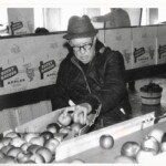 Sid Telfer, Sr. Apple Sorting and Packing at Driftwood Farms, Ellison Bay, Door County, Wi., c. 1956? Photo Courtesy of Lee Telfer.